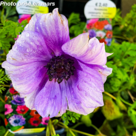 Anemone coronaria 'Animo'