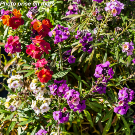 Erysimum baccata® 'Winter'