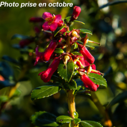 Escallonia x 'Compacta Coccinea'