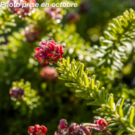Grevillea lanigera 'Mount Tamboritha'