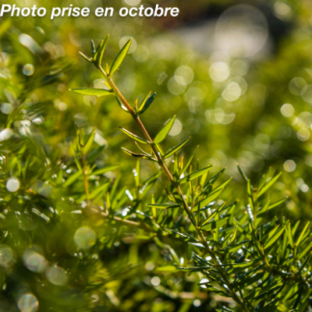 Grevillea prostata 'Aurea'