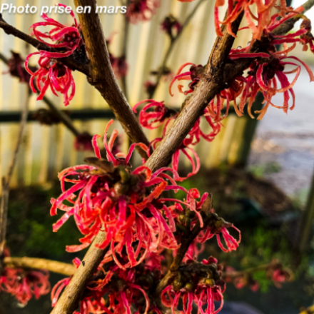 Hamamelis x intermedia 'Ruby Glow' - Noisetier des sorcières