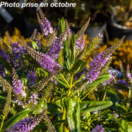 Hebe x 'Ouessant' - Véronique arbustive