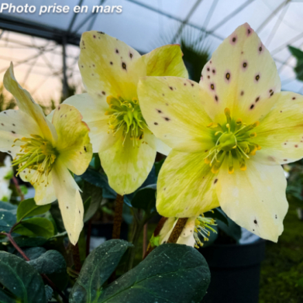 Helleborus niger