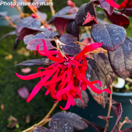 Loropetalum chinense Ever Red ® Chang Nian Hong' - Loropétale de Chine