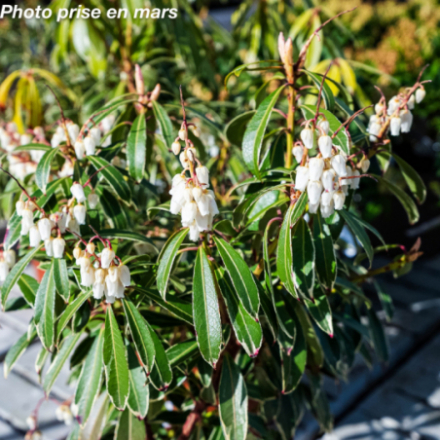 Pieris japonica 'Flaming Silver' - Andromède du Japon