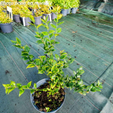 Sarcococca ruscifolia