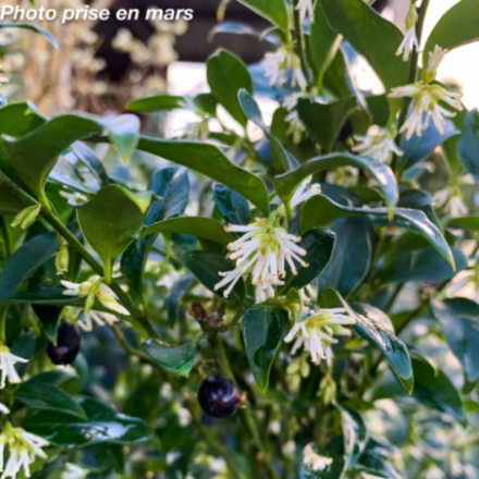 Sarcococca x 'Confusa'