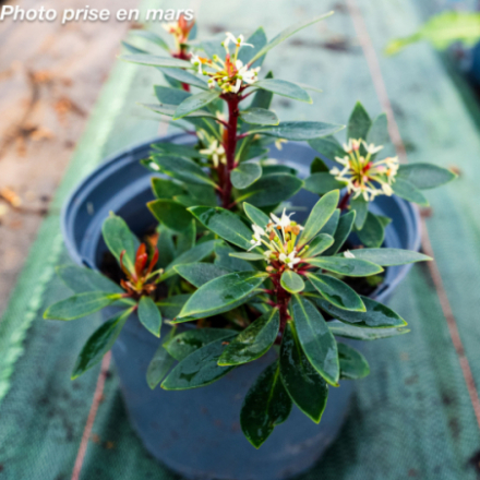 Tasmannia lanceolata
