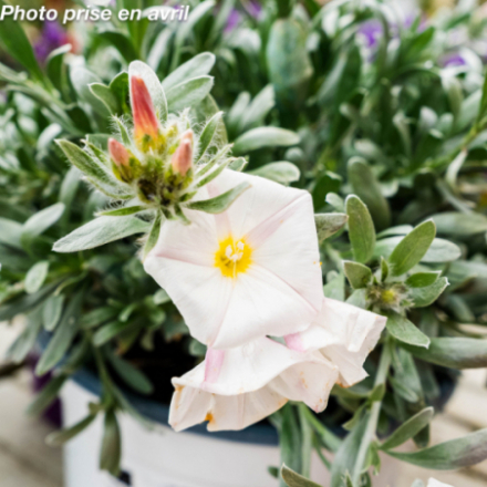 Convolvulus 'Cneorum' - Liseron de Turquie