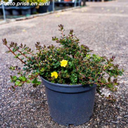 Hibbertia aspera