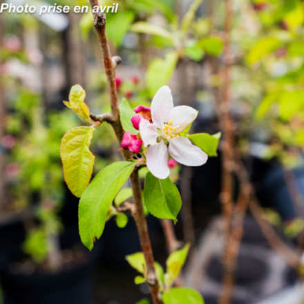 Malus 'Golden Hornet'