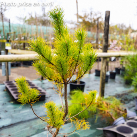 Pinus radiata 'Insignis' - Pin de Monterey