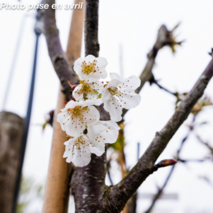 Prunus cerasus 'Bigarreau Géant D Hedelfingen' - Cerisier