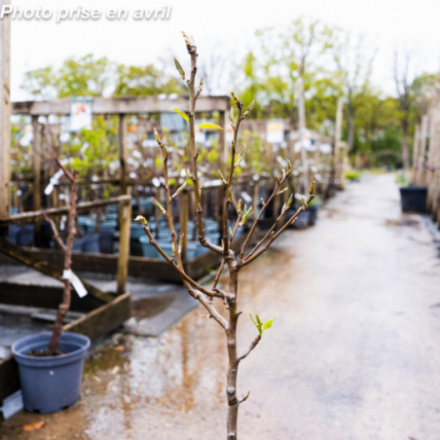 Pyrus communis 'Conférence' - Poirier