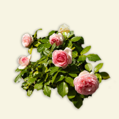 Nos Rosiers Grimpants