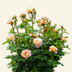 Nos Rosiers Arbustifs