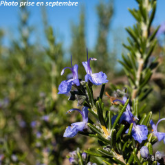 Nos Grimpantes À Floraison Printanière