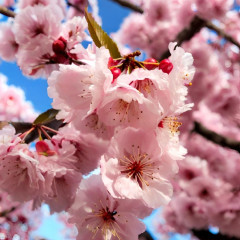 Nos Cerisiers Japonais