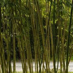 Nos Bambous