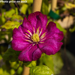 Nos Grimpantes À Floraison Automnale