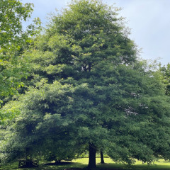 Nos Arbres