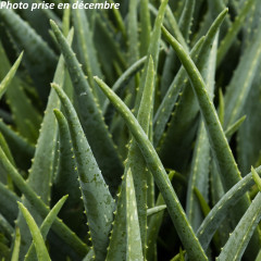 Nos Plantes Faciles D'Entretien