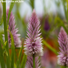 Nos Plantes Fleuries