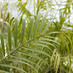 Nos Plantes Vertes