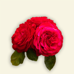 Nos Rosiers À Fleurs Groupées