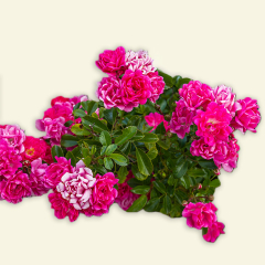 Nos Rosiers Tapissants