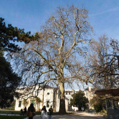 Nos Platanus