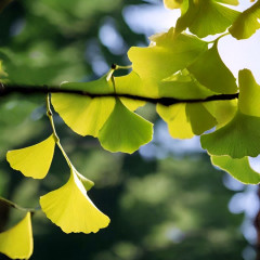 Nos Ginkgo