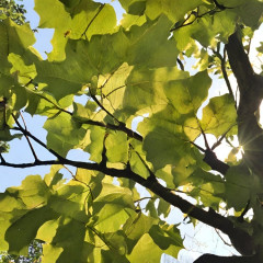 Nos Liriodendron