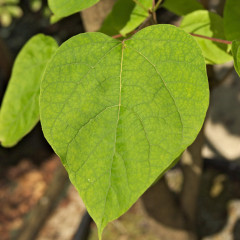 Nos Catalpa