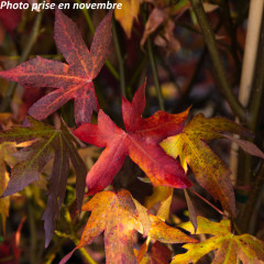 Nos Liquidambar