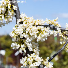 Nos Arbres De Judée