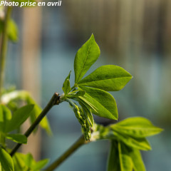 Nos Laburnum