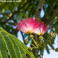 Nos Albizia