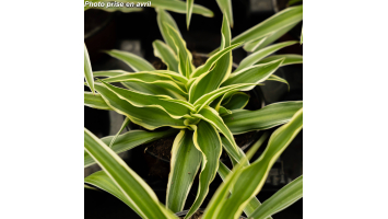 Alliance de plantes pour...