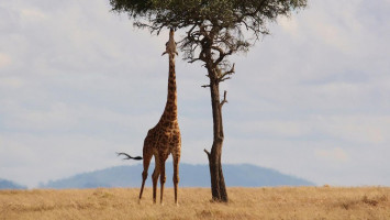 Girafe et Acacia : je t’aime moi non plus !