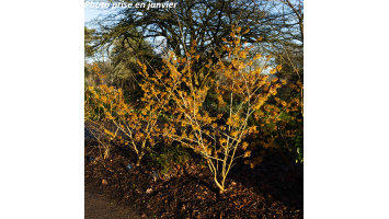 Composer un massif pour...