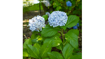 Hortensias : Variétés, conseils et astuces pour un jardin fleuri toute l'année