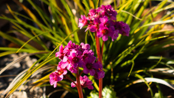 Bergenia – Plante des Savetiers