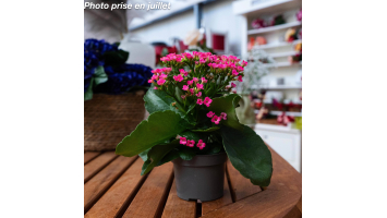 Le Kalanchoe Calandiva :...
