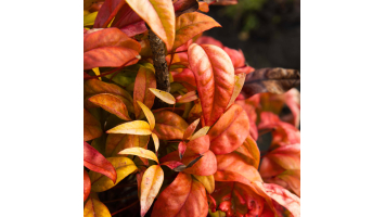 Nandina 'Blush Pink® Aka' : Sublimez votre Jardin avec des Nuances Roses et un Entretien Facile