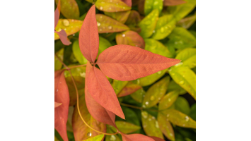 Ces Variétés de Nandina méconnues qui Méritent une Place dans Votre Jardin