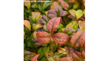 Nandina domestica 'Fire Power' : Enflammez votre Jardin avec un Feuillage Rouge Intense
