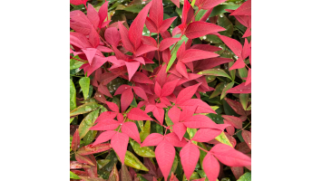 Comment Aménager le Nandina dans un Jardin Paysager ?
