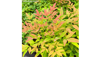 Le Nandina domestica : L'Arbuste incontournable pour un Jardin Persistant et Coloré toute l'année